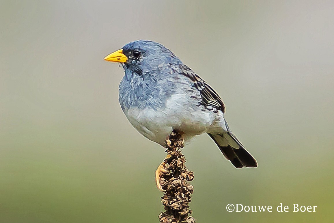 Band-tailed Sierra Finch - Douwe de Boer