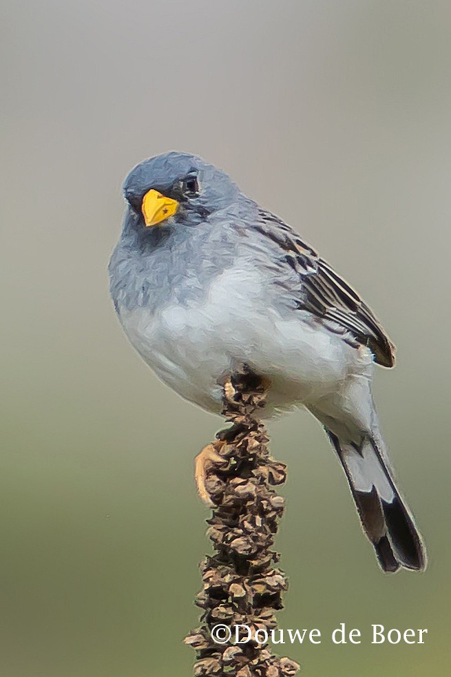 Band-tailed Sierra Finch - Douwe de Boer