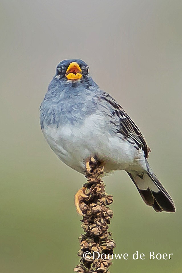 Band-tailed Sierra Finch - Douwe de Boer