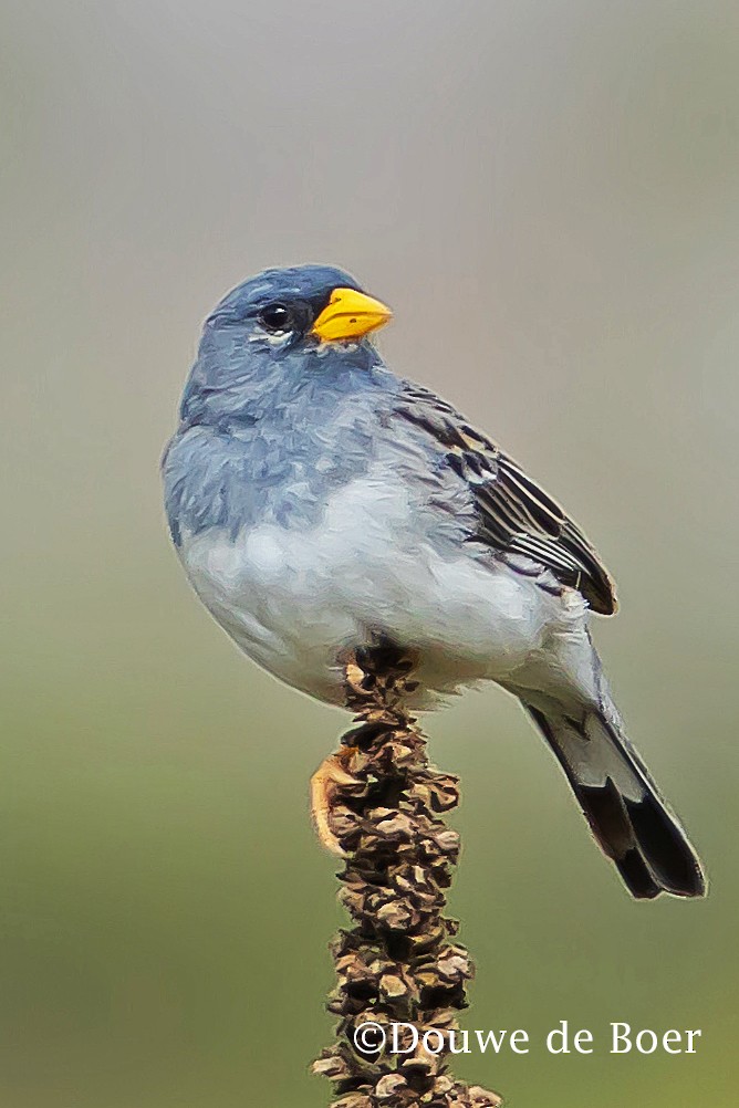 Band-tailed Sierra Finch - ML599751161