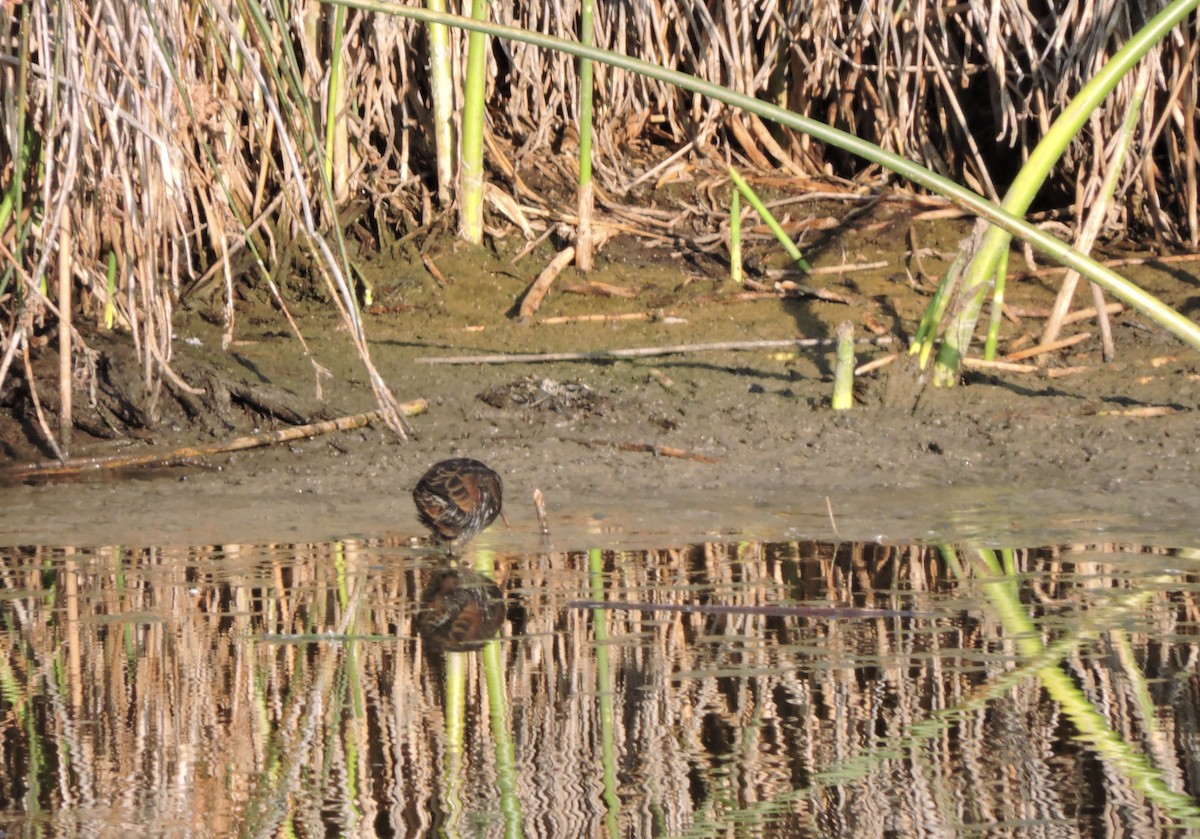 Virginia Rail - ML599751171