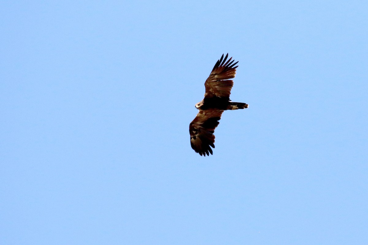 Lesser Spotted Eagle - ML599751311