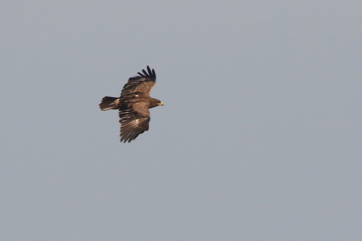 Lesser Spotted Eagle - ML599751321