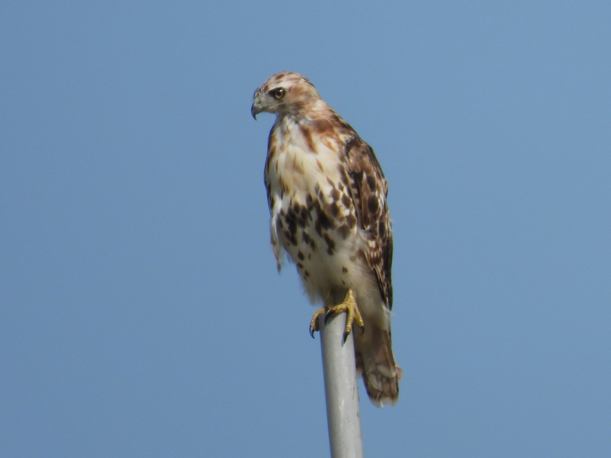 Red-tailed Hawk - ML599751381