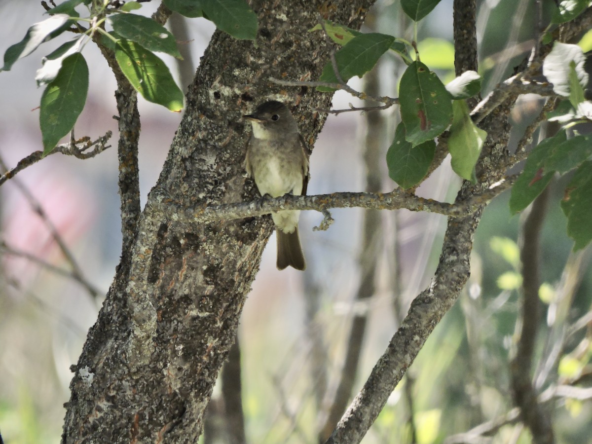 Western Wood-Pewee - ML599751661