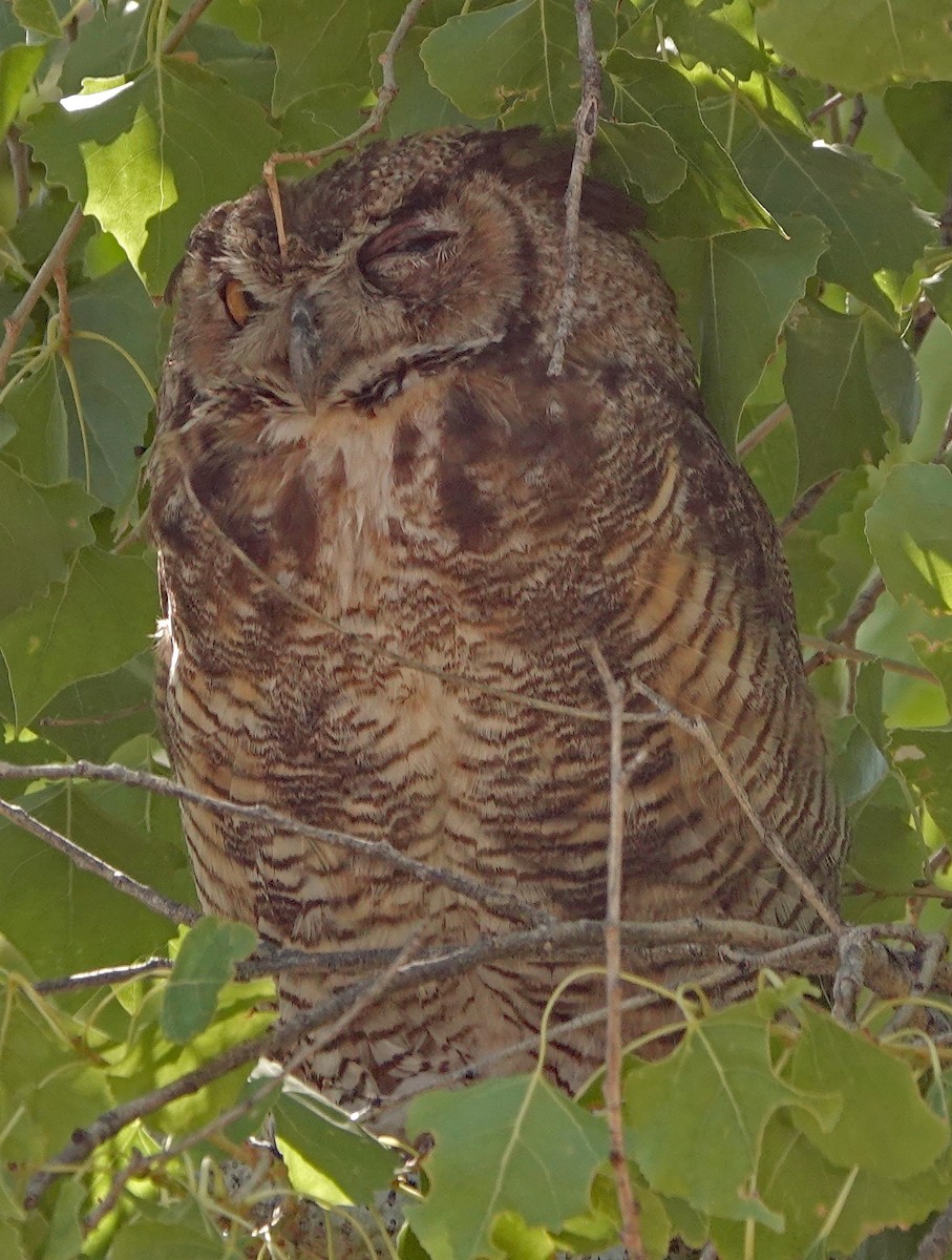 Great Horned Owl - ML599752161