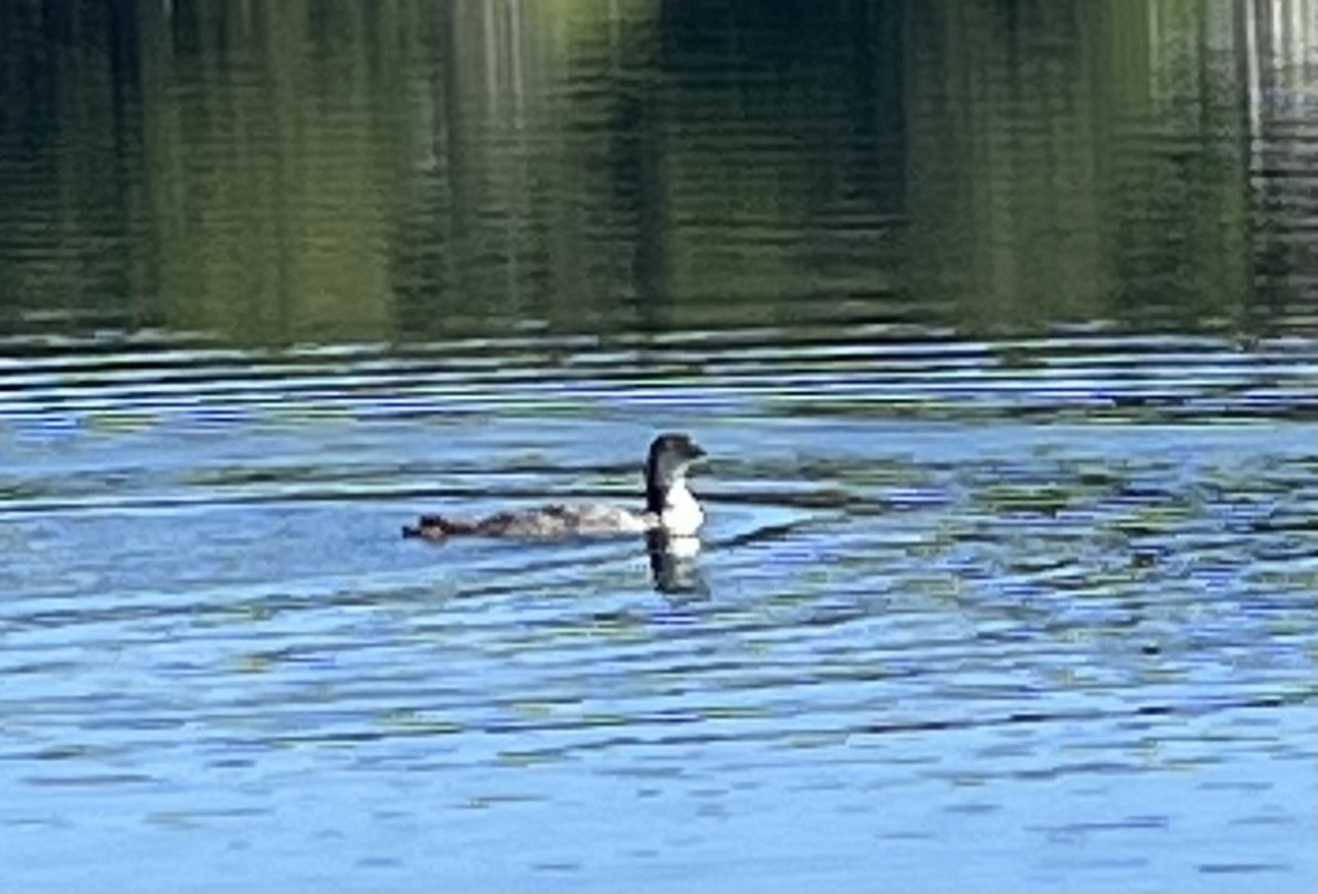 Common Loon - ML599752831