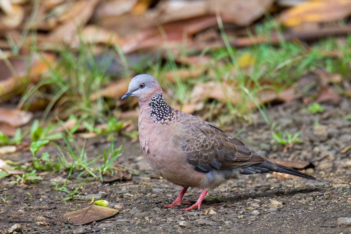 Spotted Dove - ML599753891