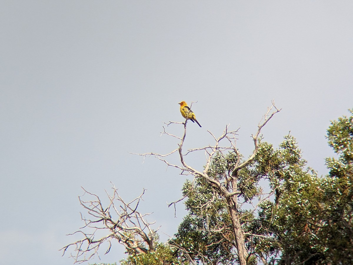 Western Tanager - ML599754341