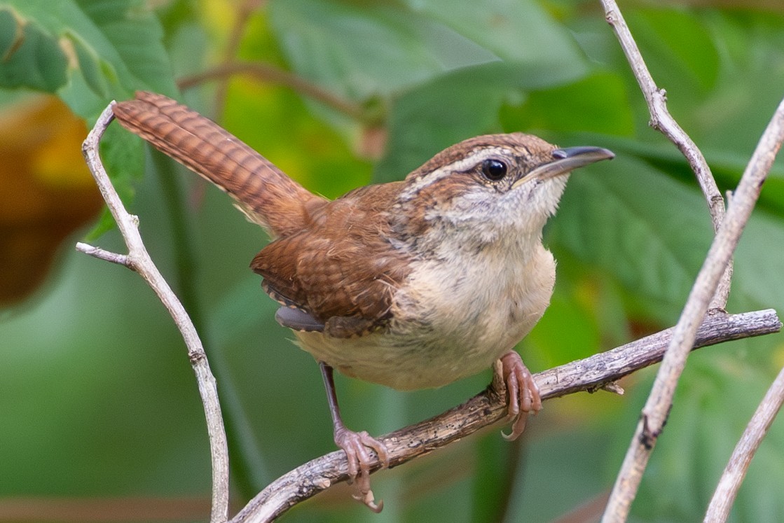 Carolina Wren - ML599755081