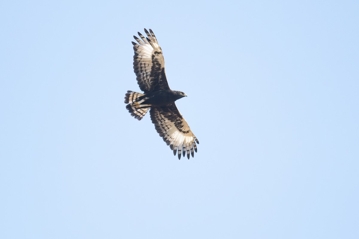 Long-crested Eagle - Frédéric Bacuez