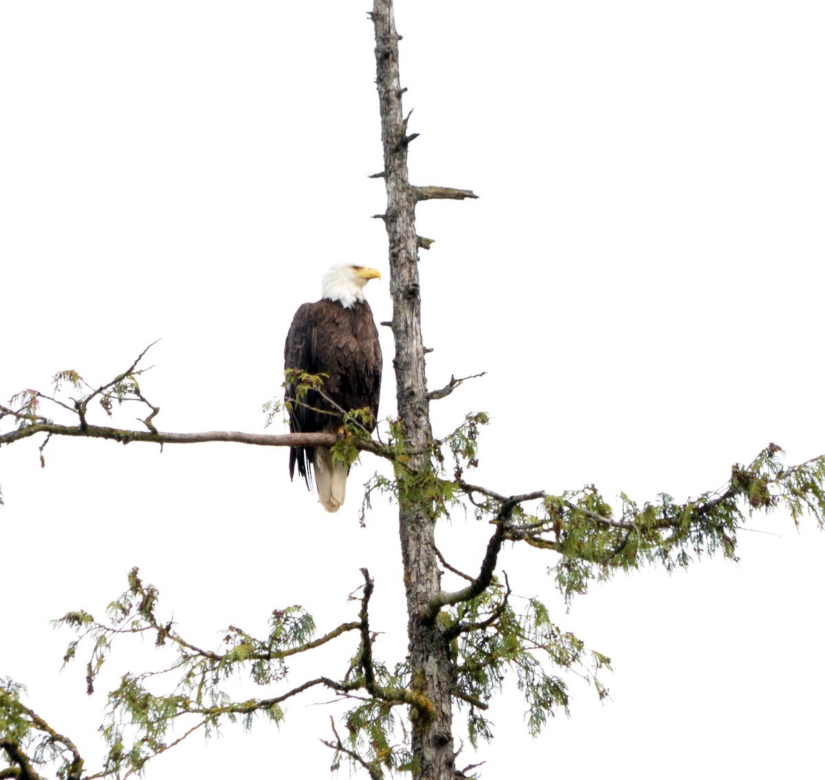 Bald Eagle - ML599755221