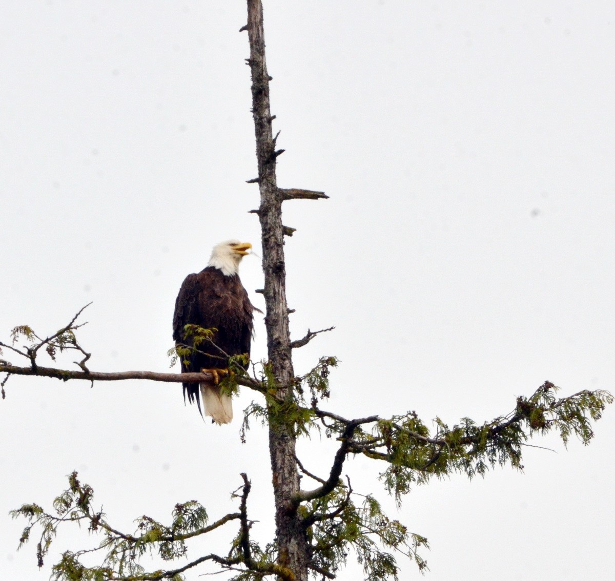 Weißkopf-Seeadler - ML599755251