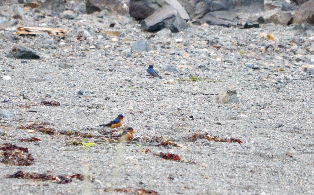 Barn Swallow - ML599755271