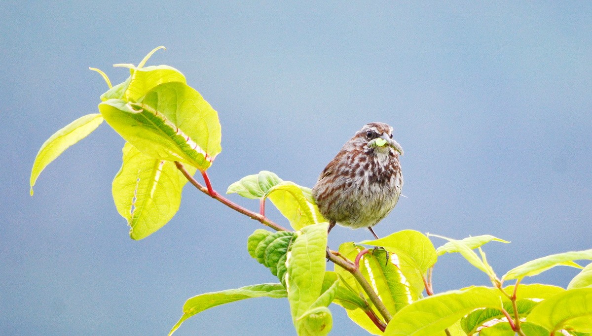 Song Sparrow - Jean and Bob Hilscher