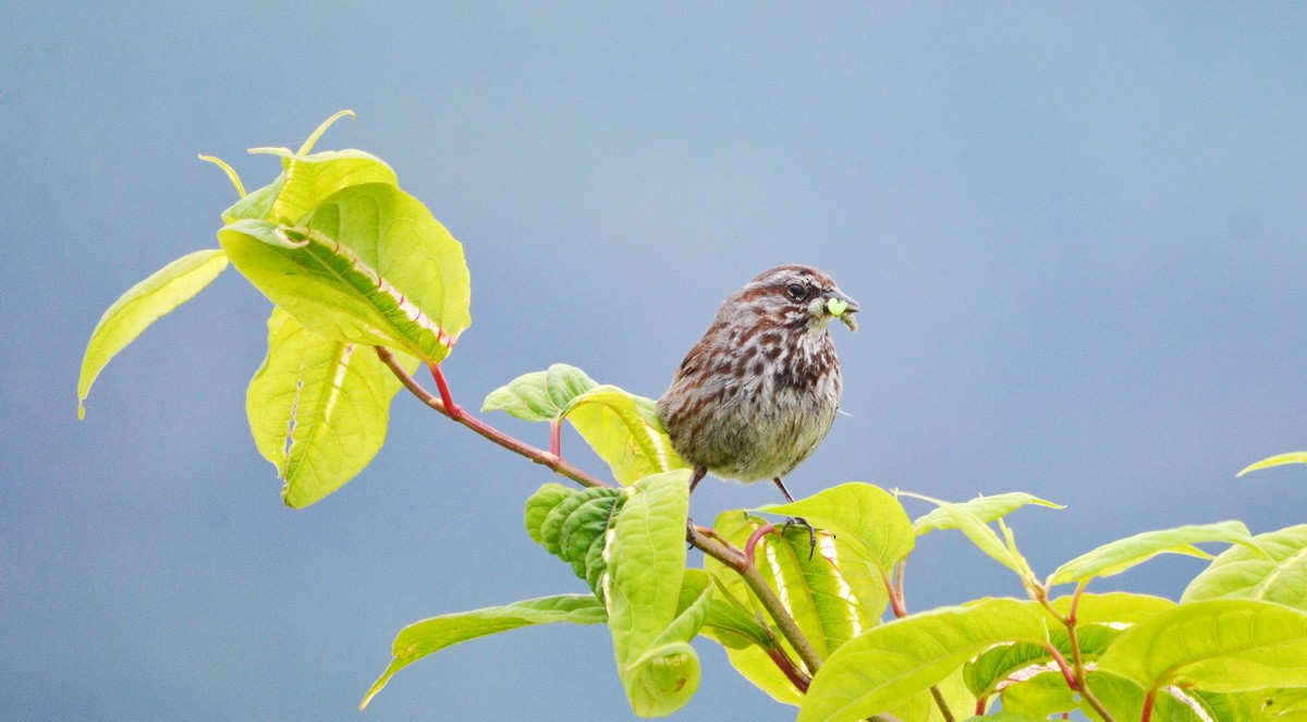 Song Sparrow - ML599755411