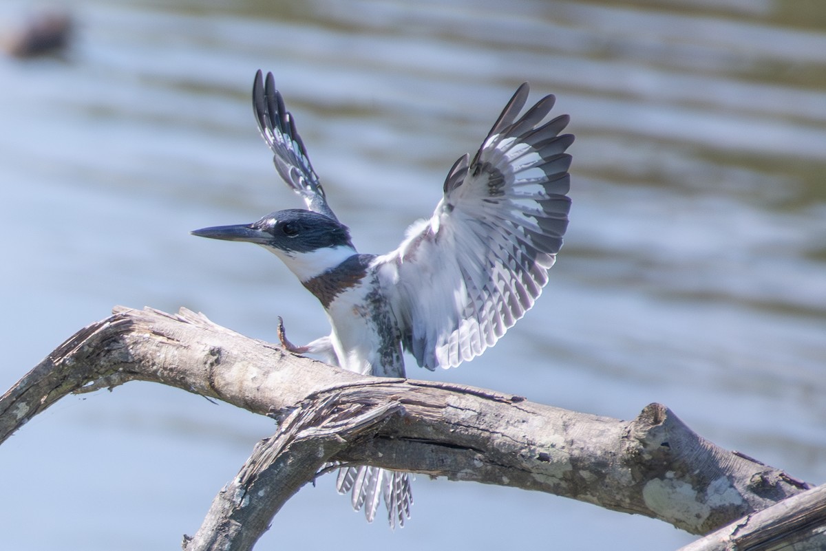 Belted Kingfisher - ML599755661
