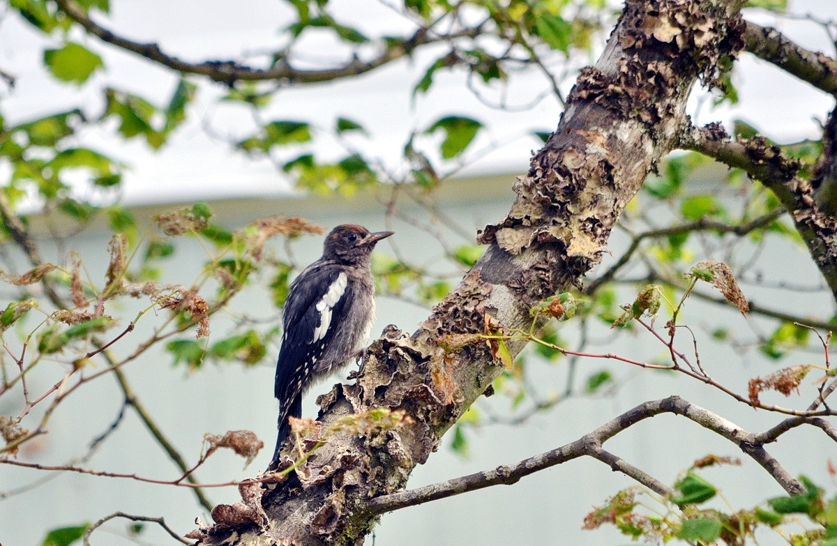 Red-breasted Sapsucker - ML599756031