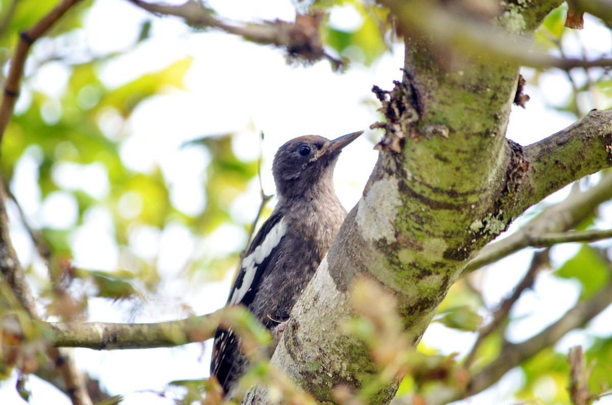 Red-breasted Sapsucker - ML599756091