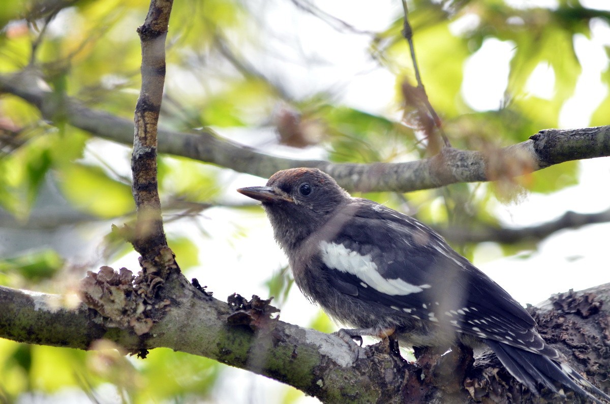 Red-breasted Sapsucker - ML599756151