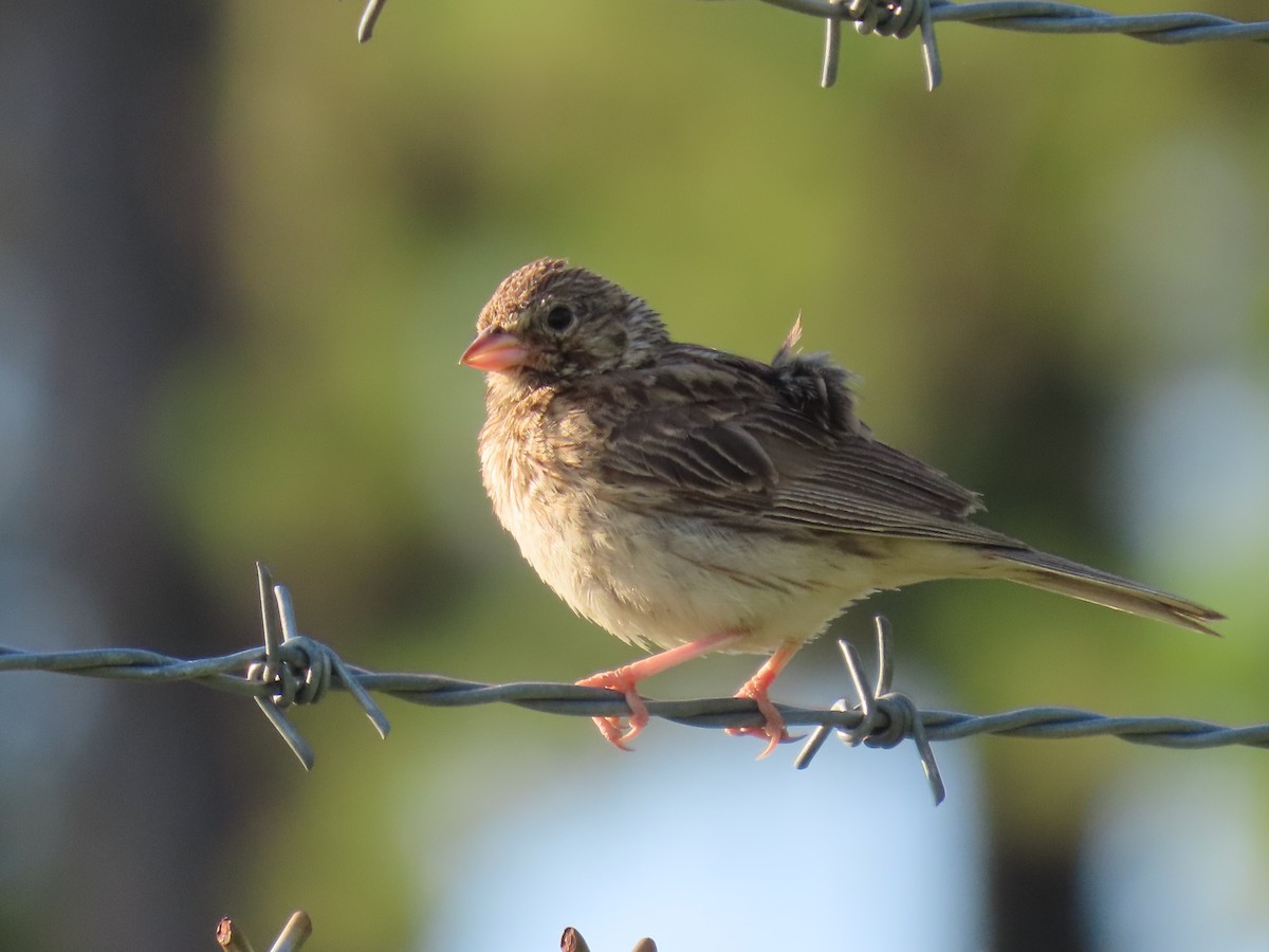 Vesper Sparrow - ML599756231