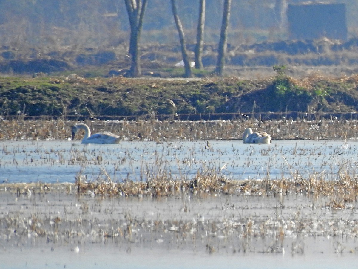 Mute Swan - Mahdi Naghibi