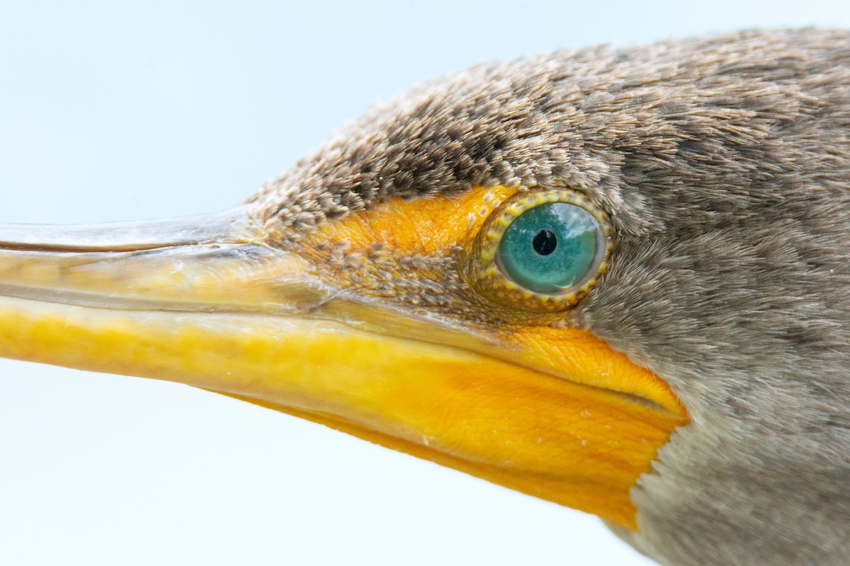 Double-crested Cormorant - Andrew Sonea