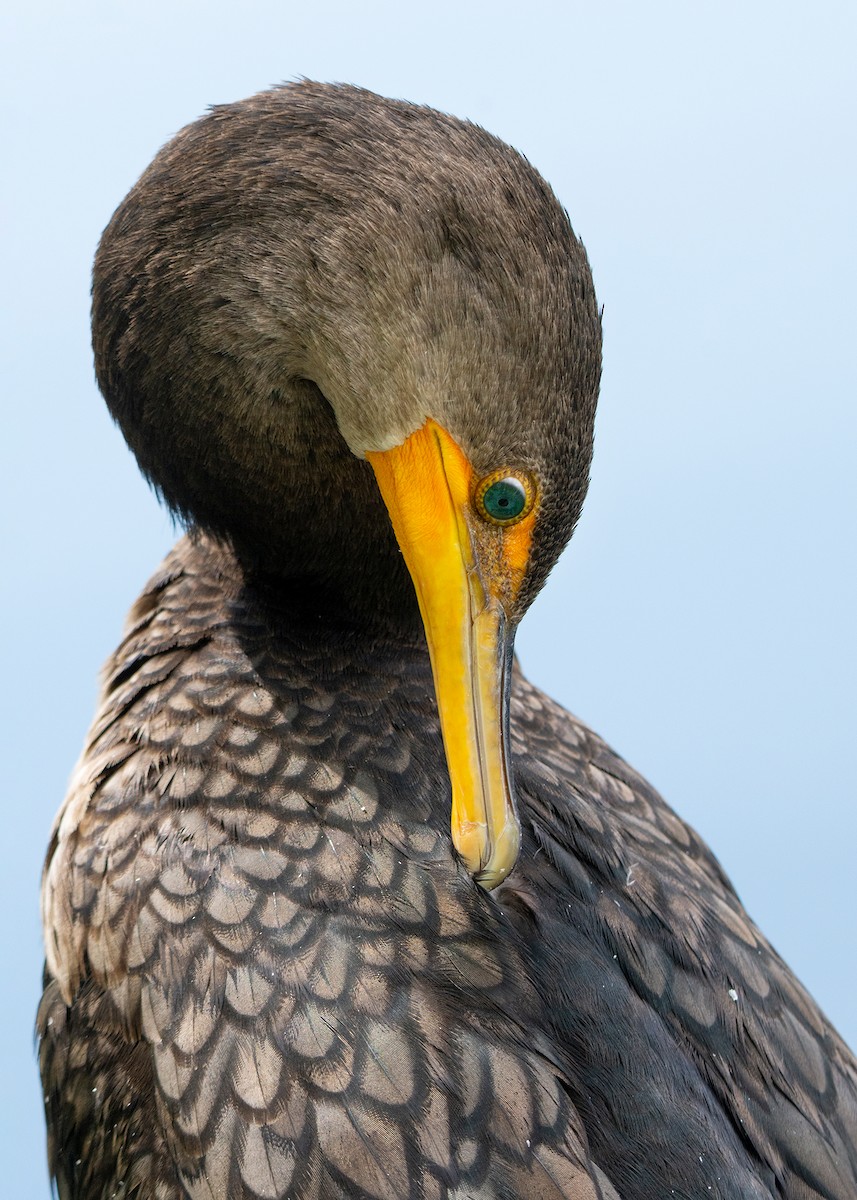 Double-crested Cormorant - Andrew Sonea