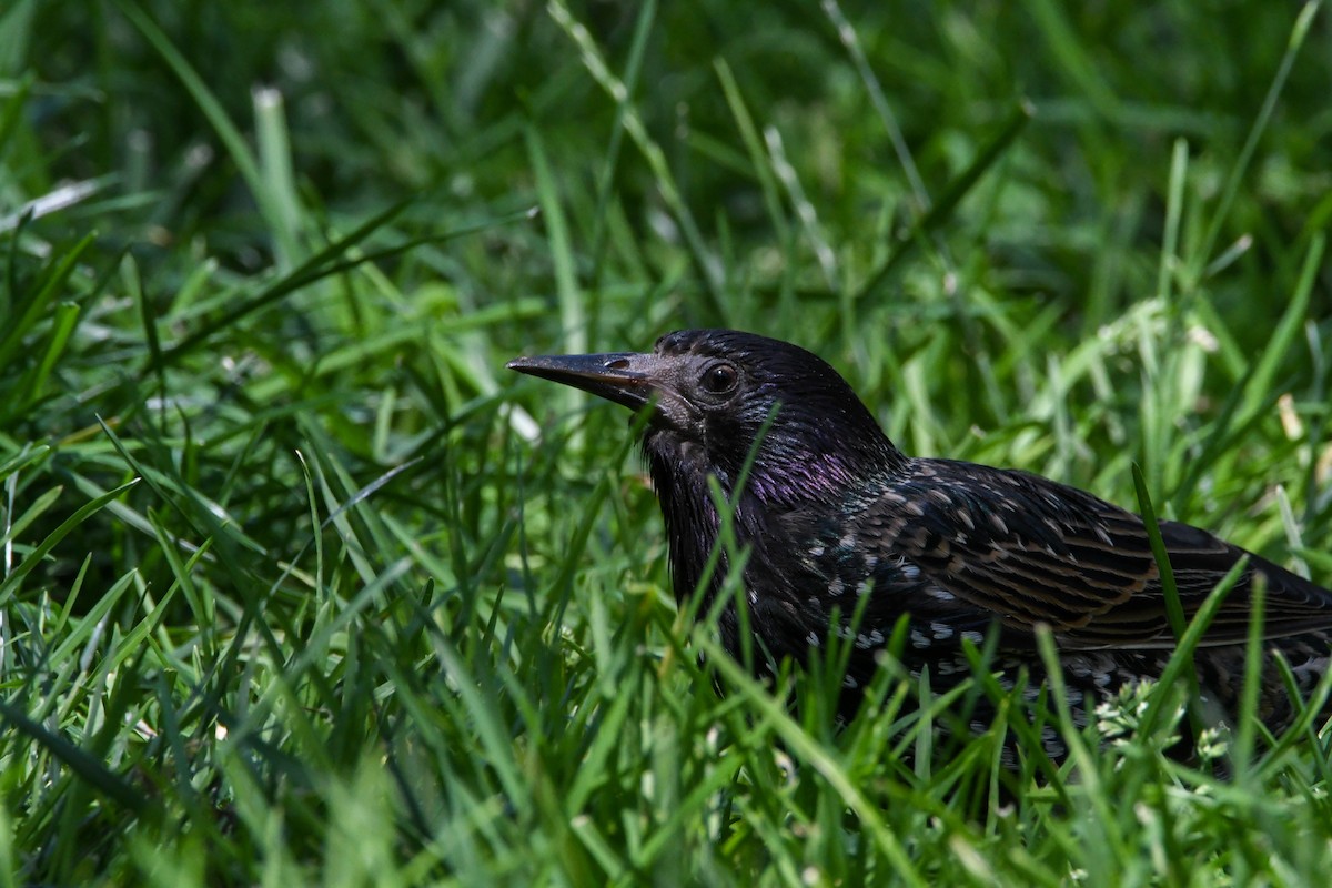 European Starling - ML599757201