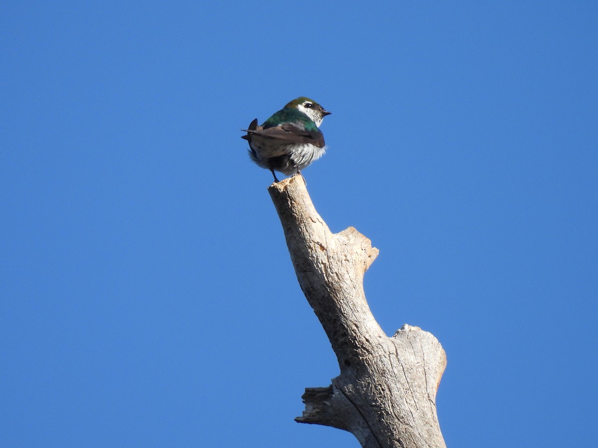 Violet-green Swallow - ML599757931