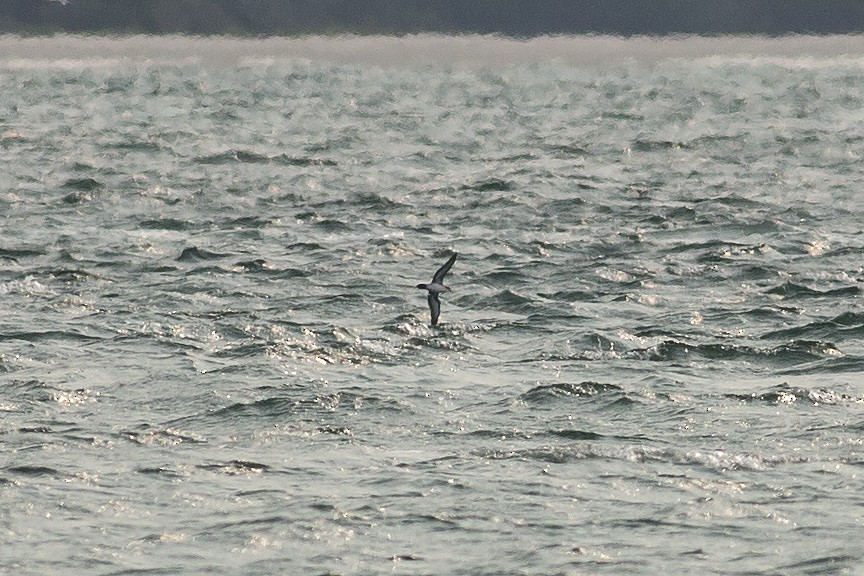 Audubon's Shearwater - Martin Wall