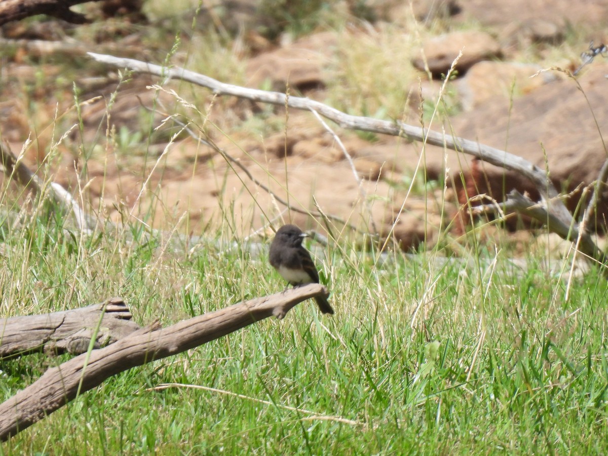 Black Phoebe - ML599758361