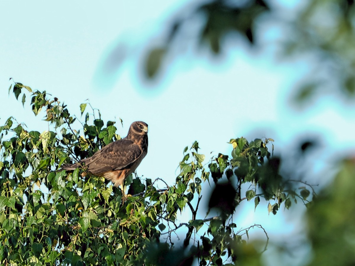 Northern Harrier - ML599758681