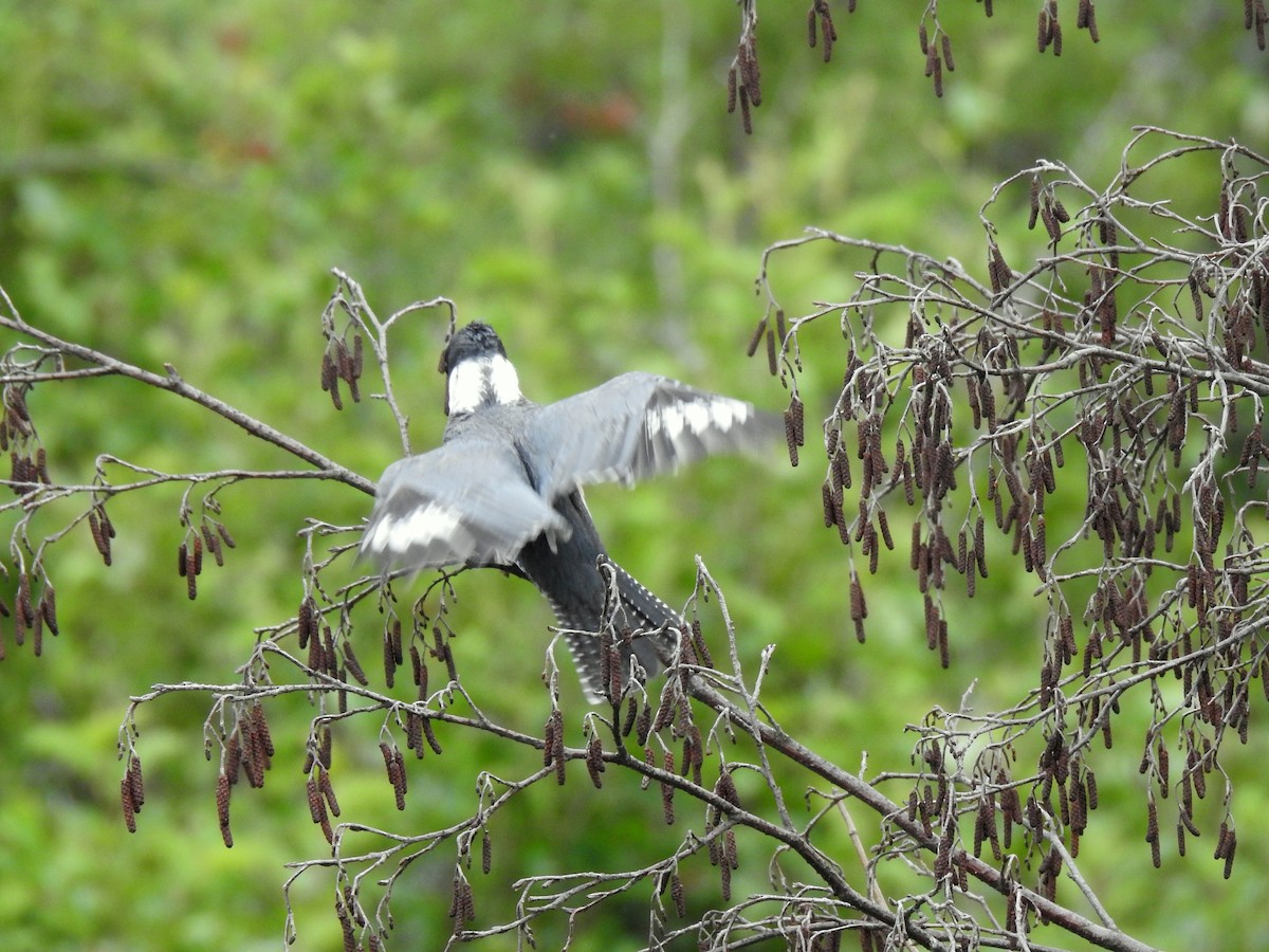 Belted Kingfisher - ML599759001