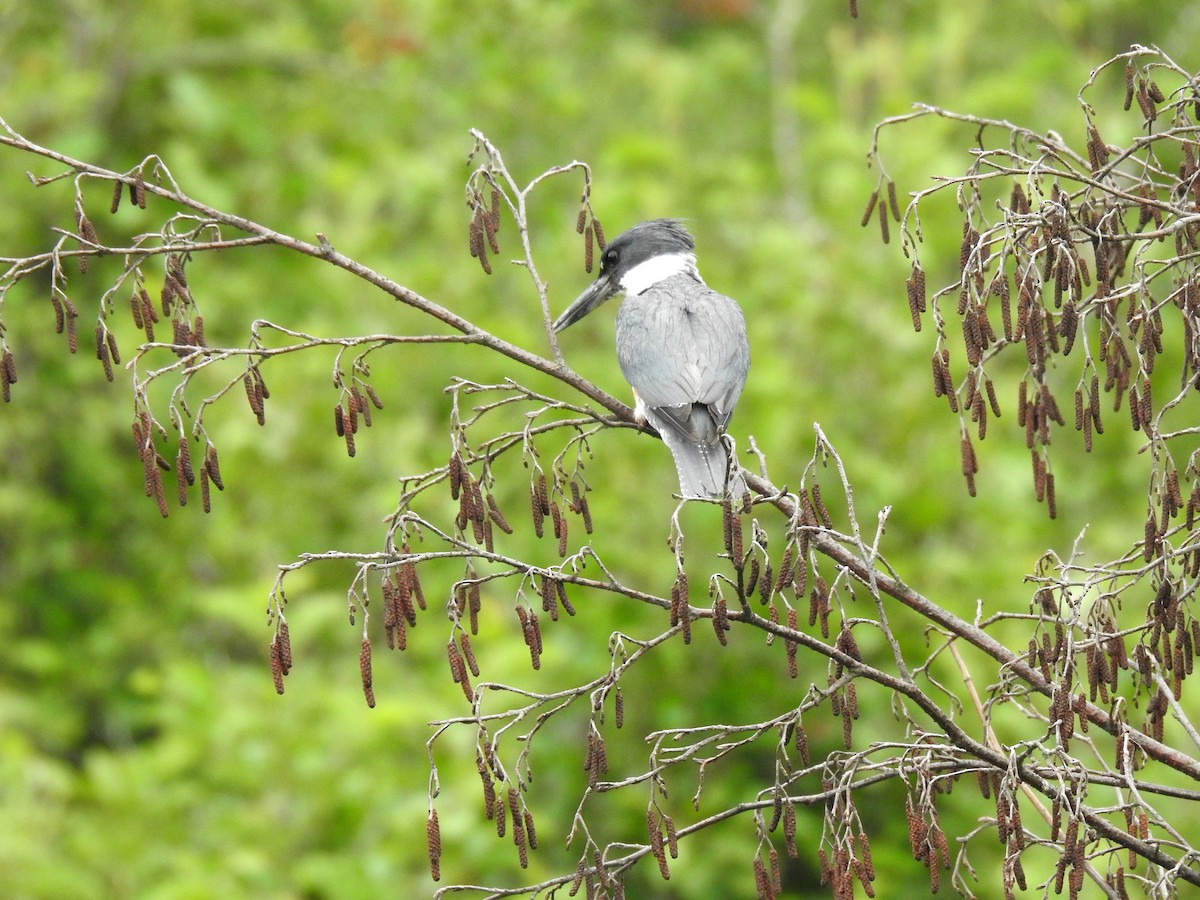 Belted Kingfisher - ML599759011
