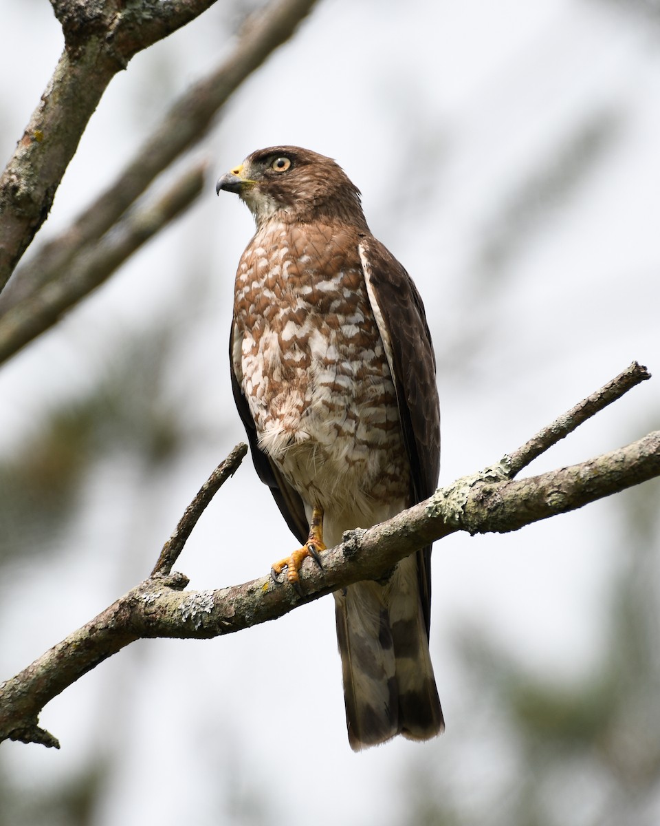 Broad-winged Hawk - ML599761601