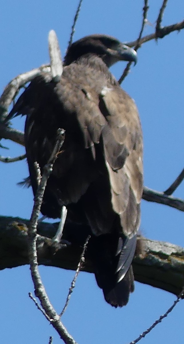 Bald Eagle - ML599762751