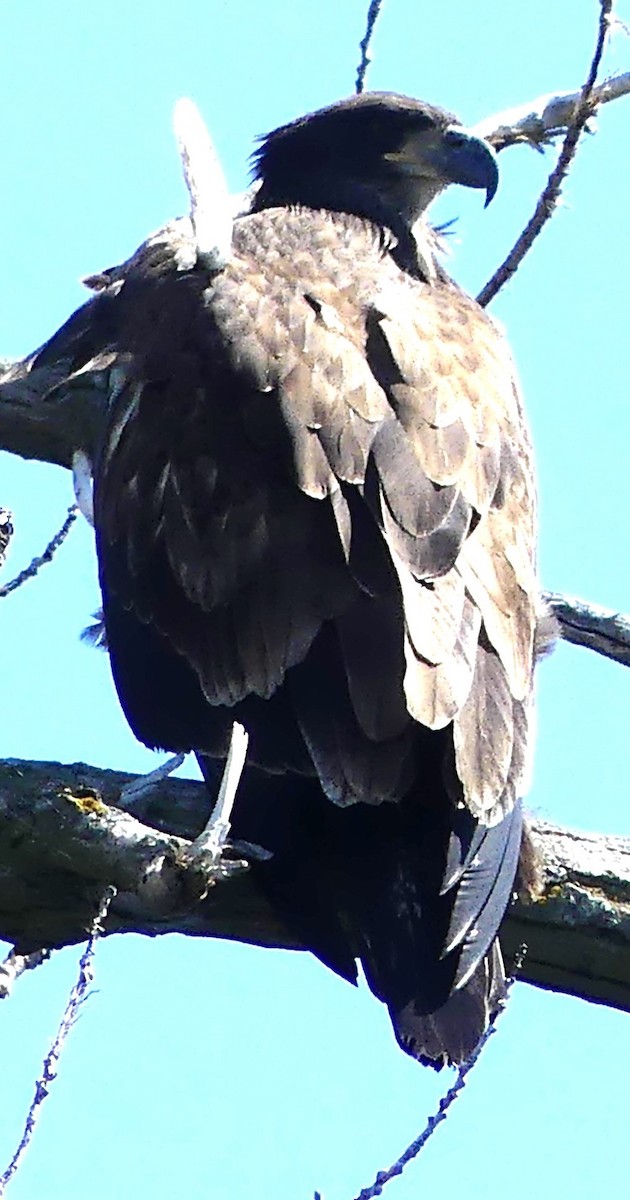 Bald Eagle - ML599762761