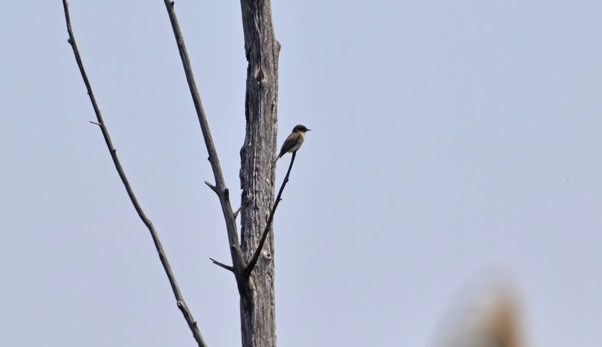 Eastern Phoebe - Robert Allie