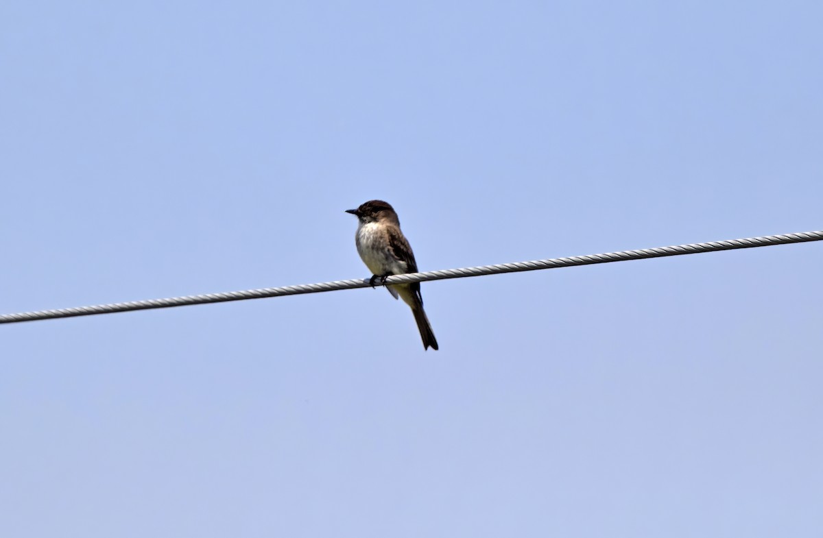 Eastern Phoebe - Robert Allie