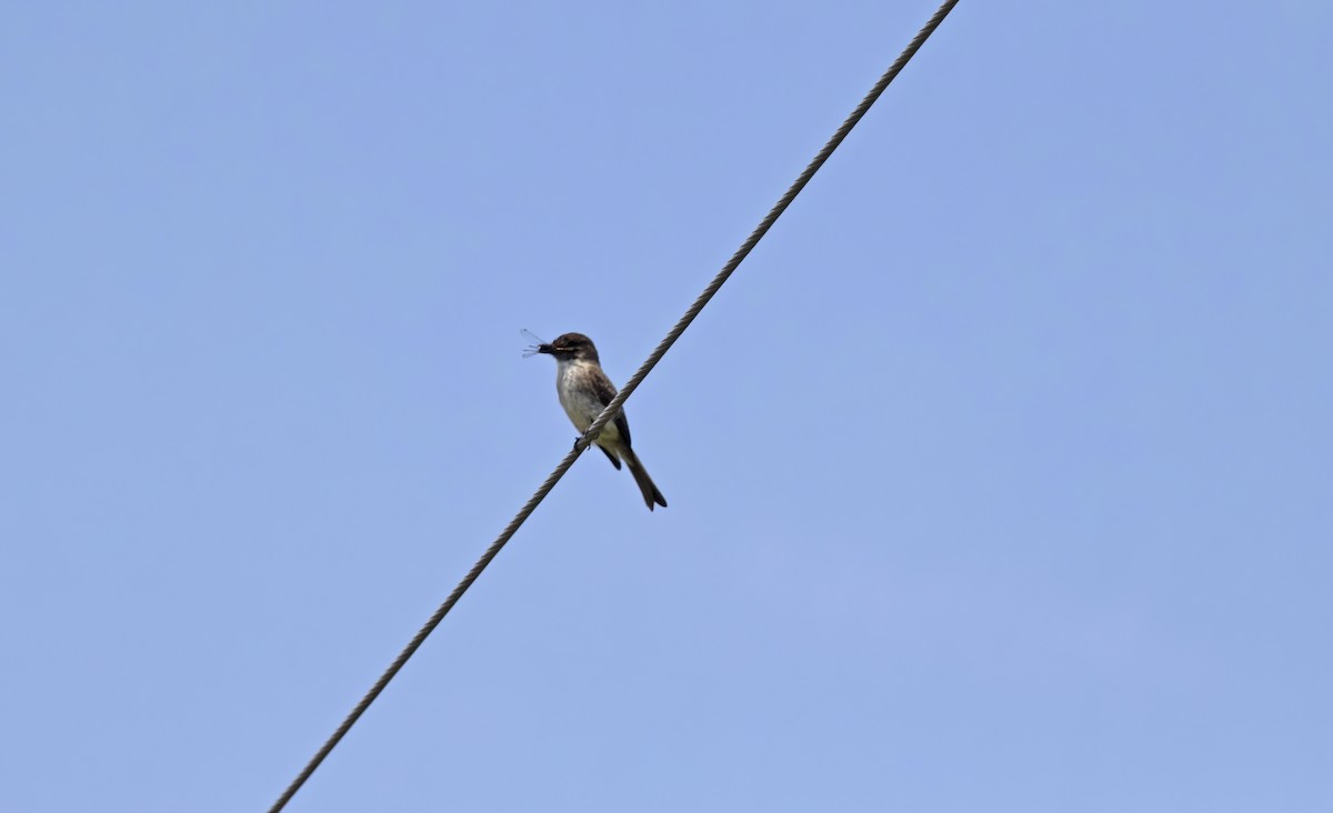 Eastern Phoebe - Robert Allie