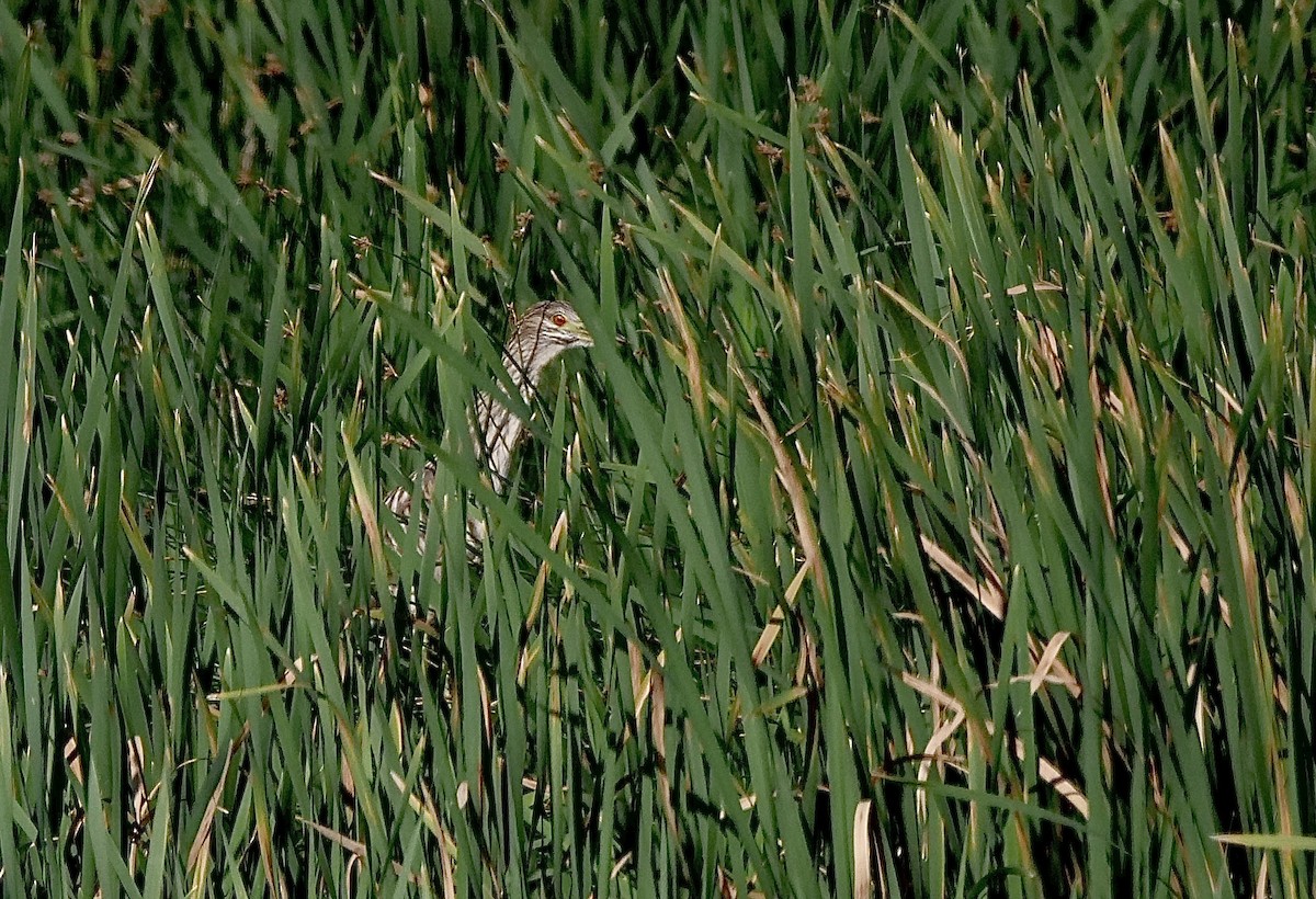 Black-crowned Night Heron - ML599764051