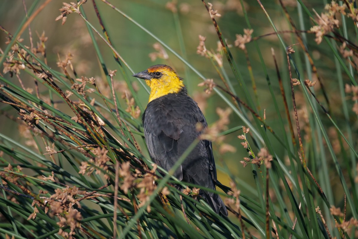 Yellow-headed Blackbird - ML599764171
