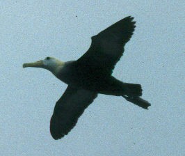 Albatros de Galápagos - ML59976481