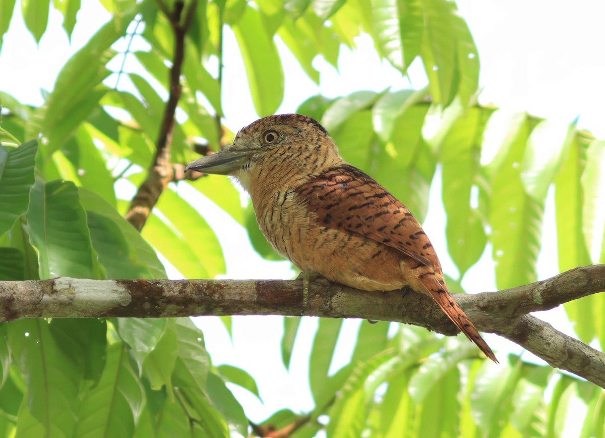 Barred Puffbird - ML599765641