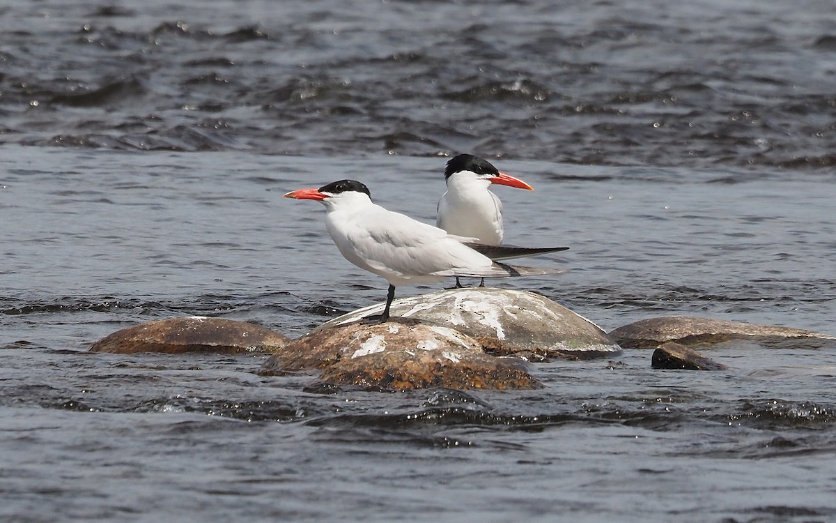 Caspian Tern - Gordon Johnston