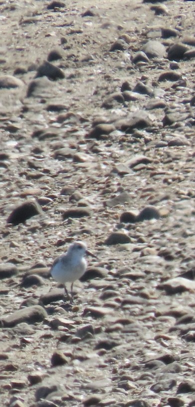 Bécasseau sanderling - ML599765861