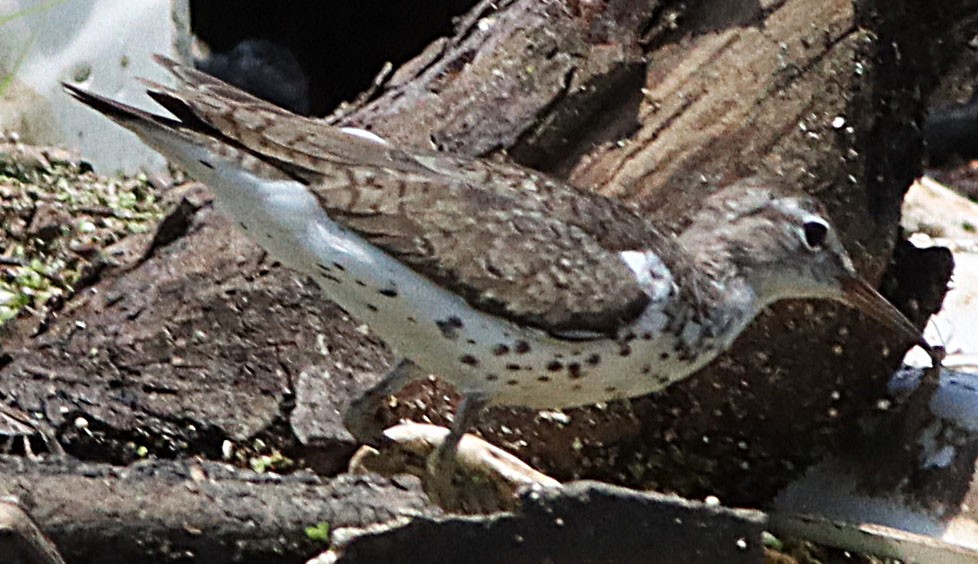 Spotted Sandpiper - ML599766351