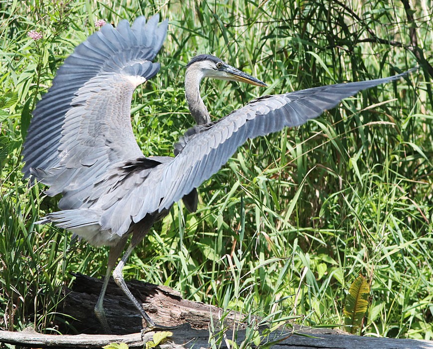 Great Blue Heron - ML599766431