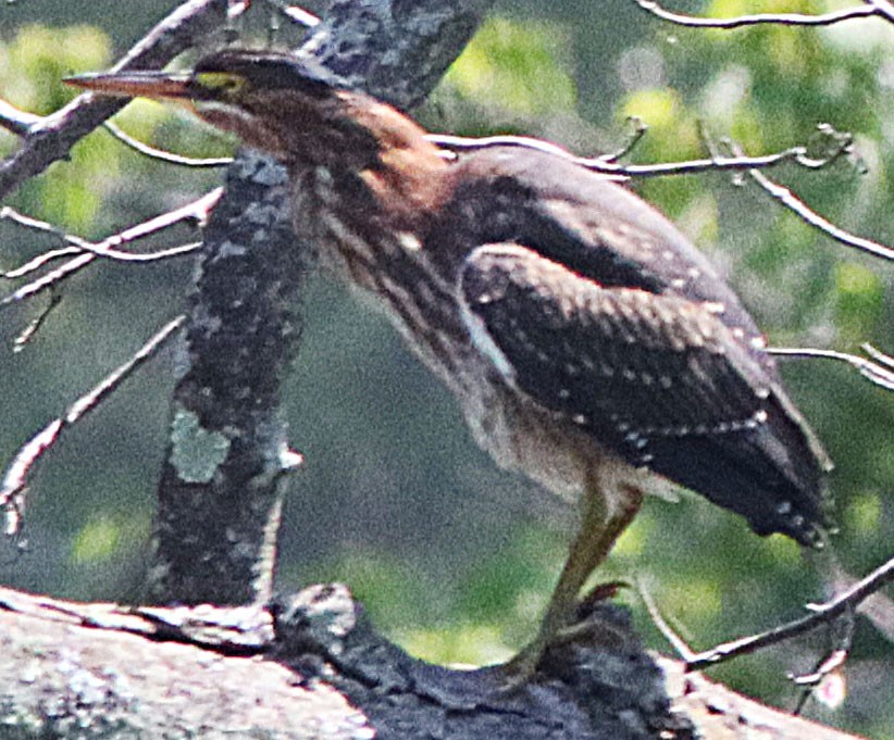 Green Heron - ML599766541